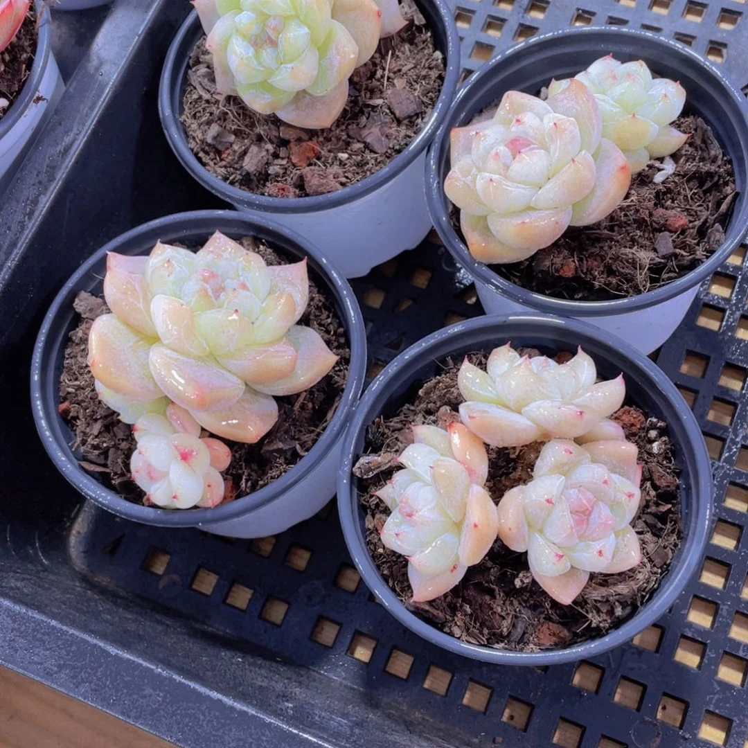 840号 母本糖心白泽超大母本一个