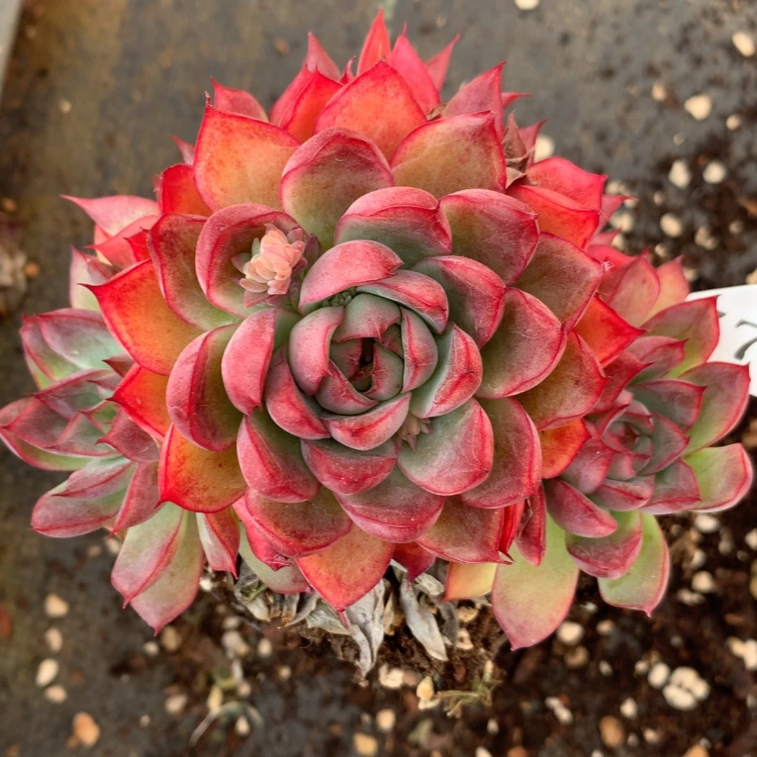 7735杂交多肉植物