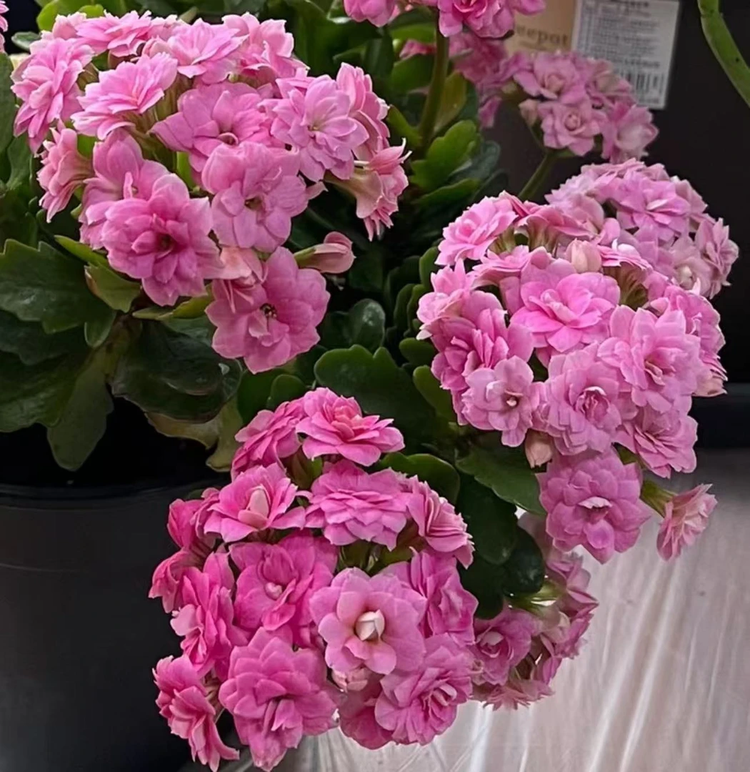 【李先生家】公主粉 ~长寿花懒人花带花苞发货