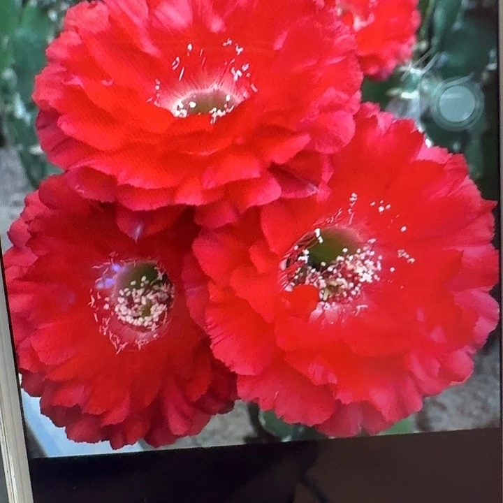 红娇媚侧芽4公分彩草