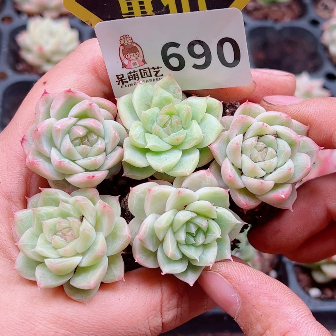 多肉植物多肉植物