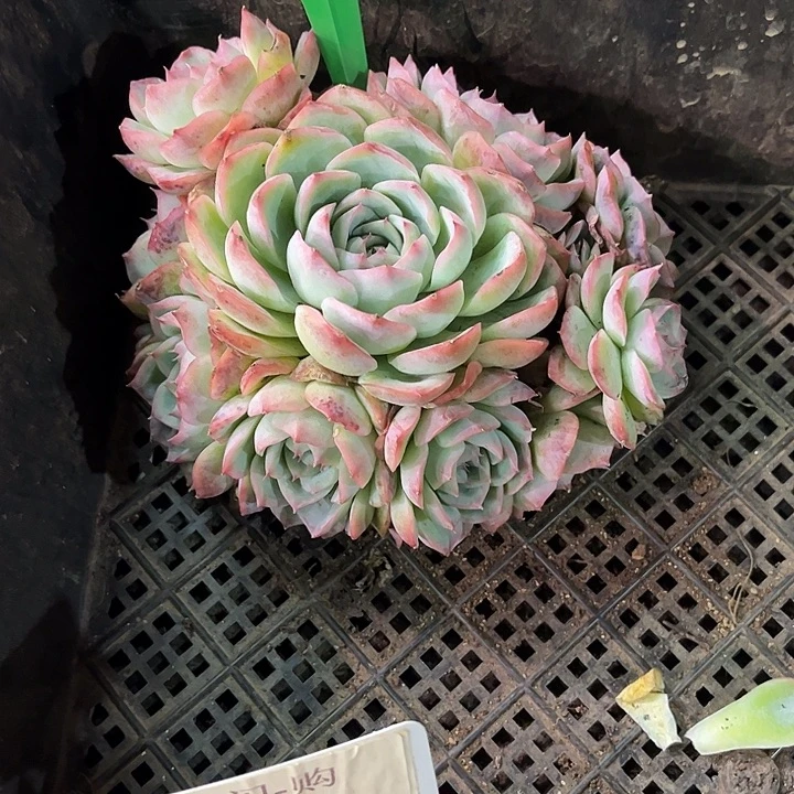 丽***丽侧影Ａ859一颗一物一拍