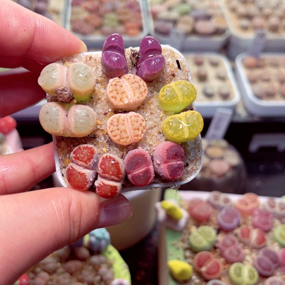 370号带盆包邮发货