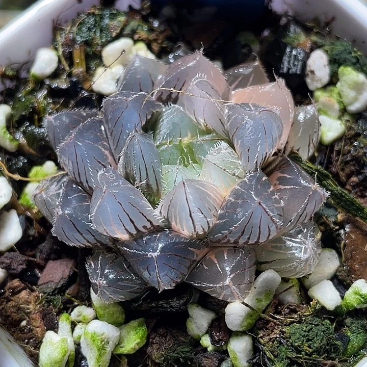 815蓝镜玉露锦特选福利