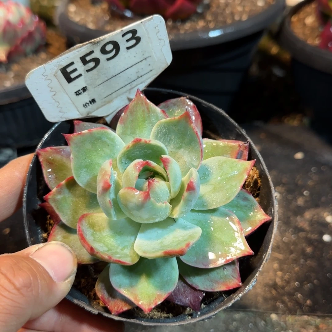 惊鸿一物一拍包装收缩花旱593