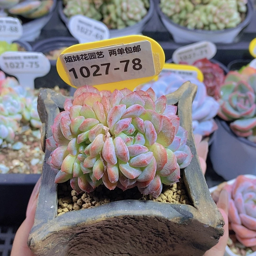 1027-78-福利糖心一颗脱土发一物一拍