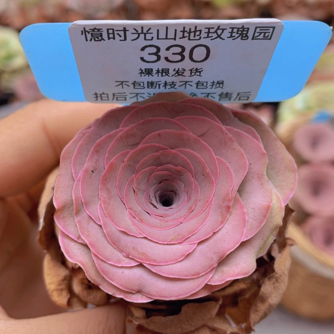 山地玫瑰330裸根发货不售后