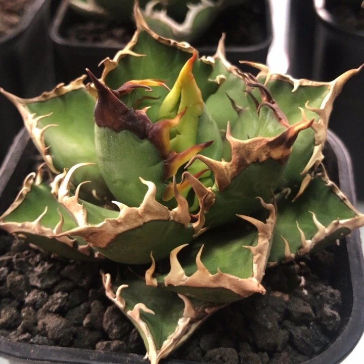 红猫仁王冠龙舌兰