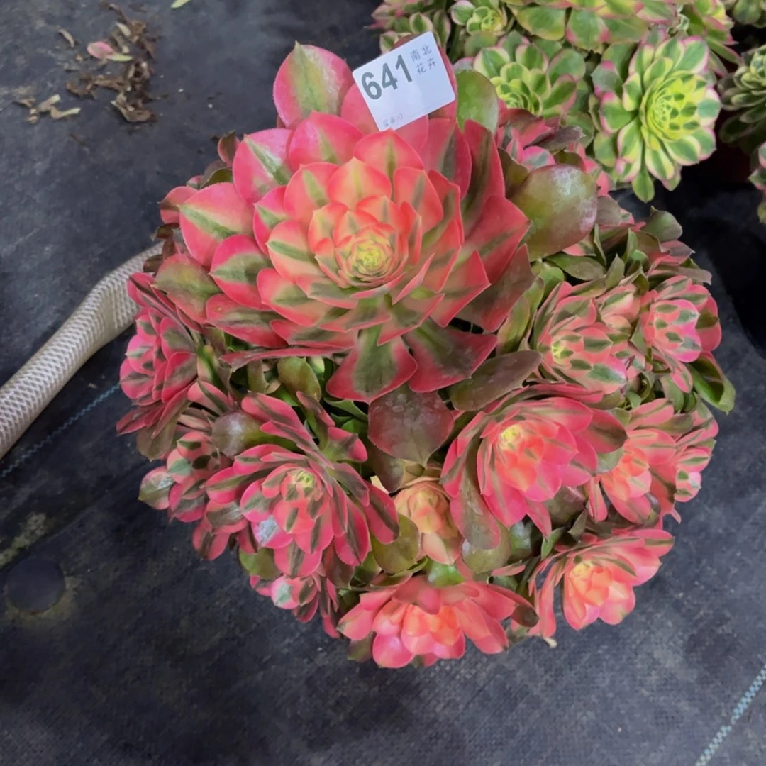 多肉香妃000000641