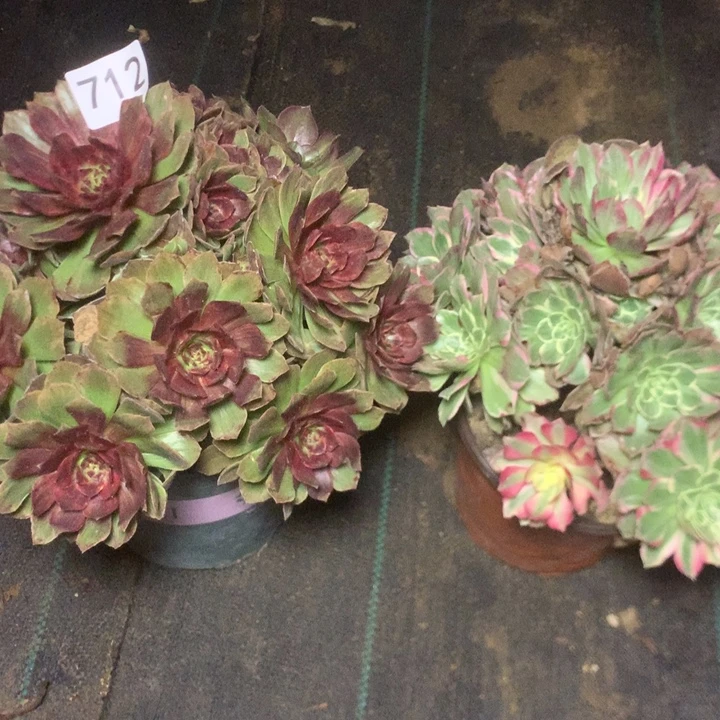 712两个多多肉植物