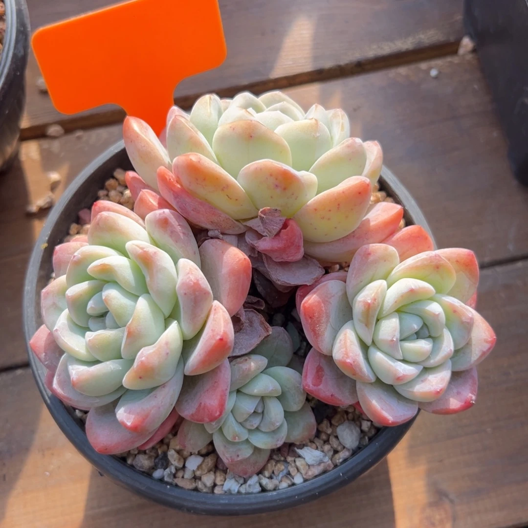 冰玉11111111111111111