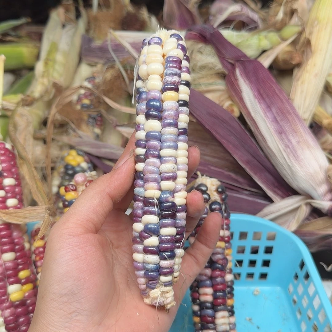 碎***冰柏香籽/百香籽吊坠