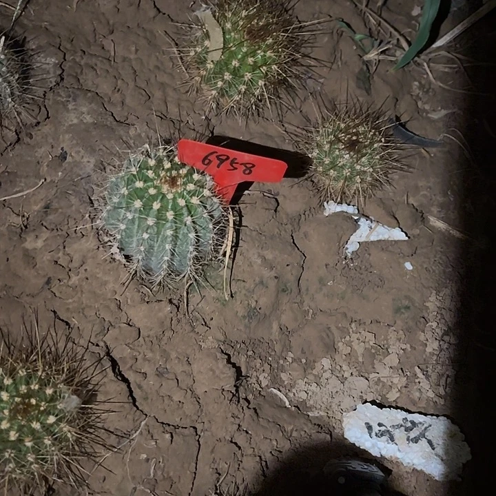 E****:毛花柱牛牛 6958