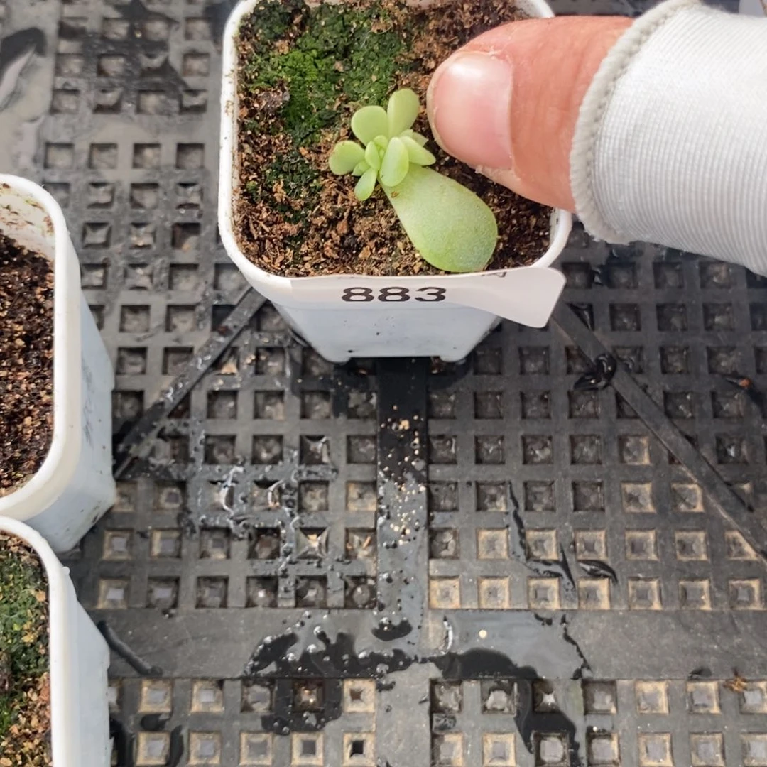 标签883竹马一个多肉