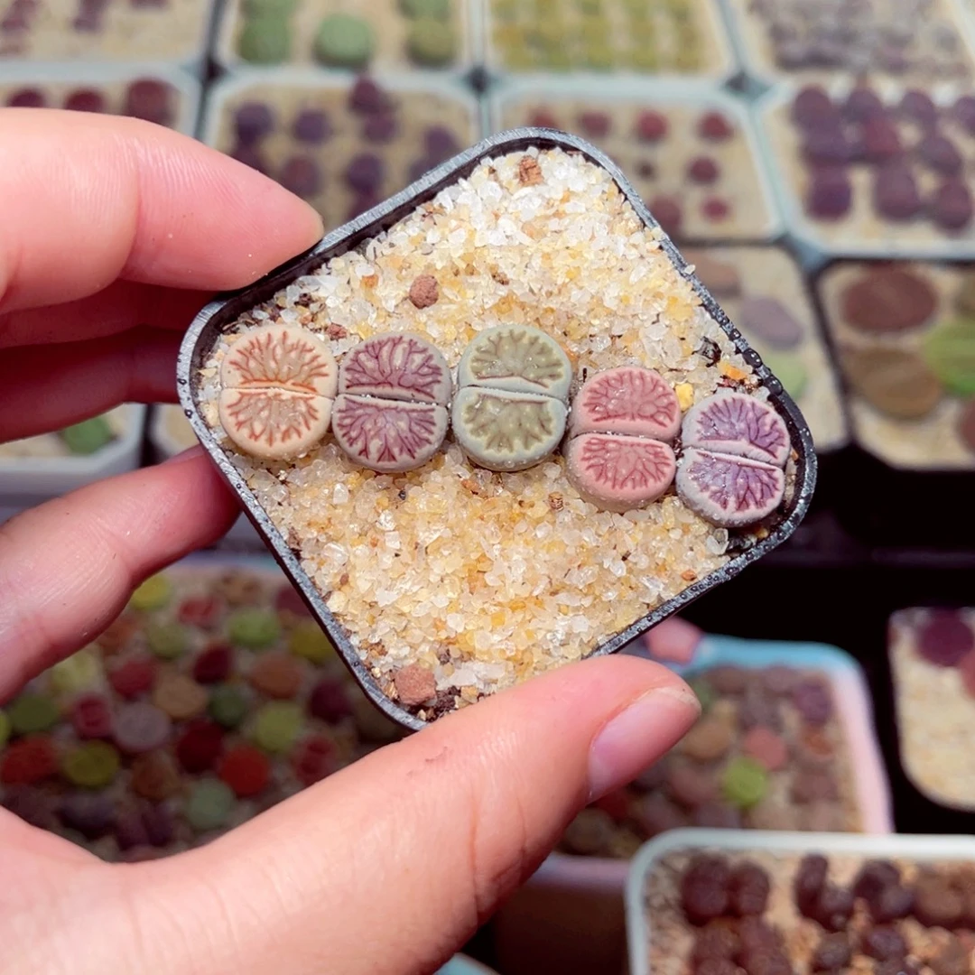 51号带盆包邮发货