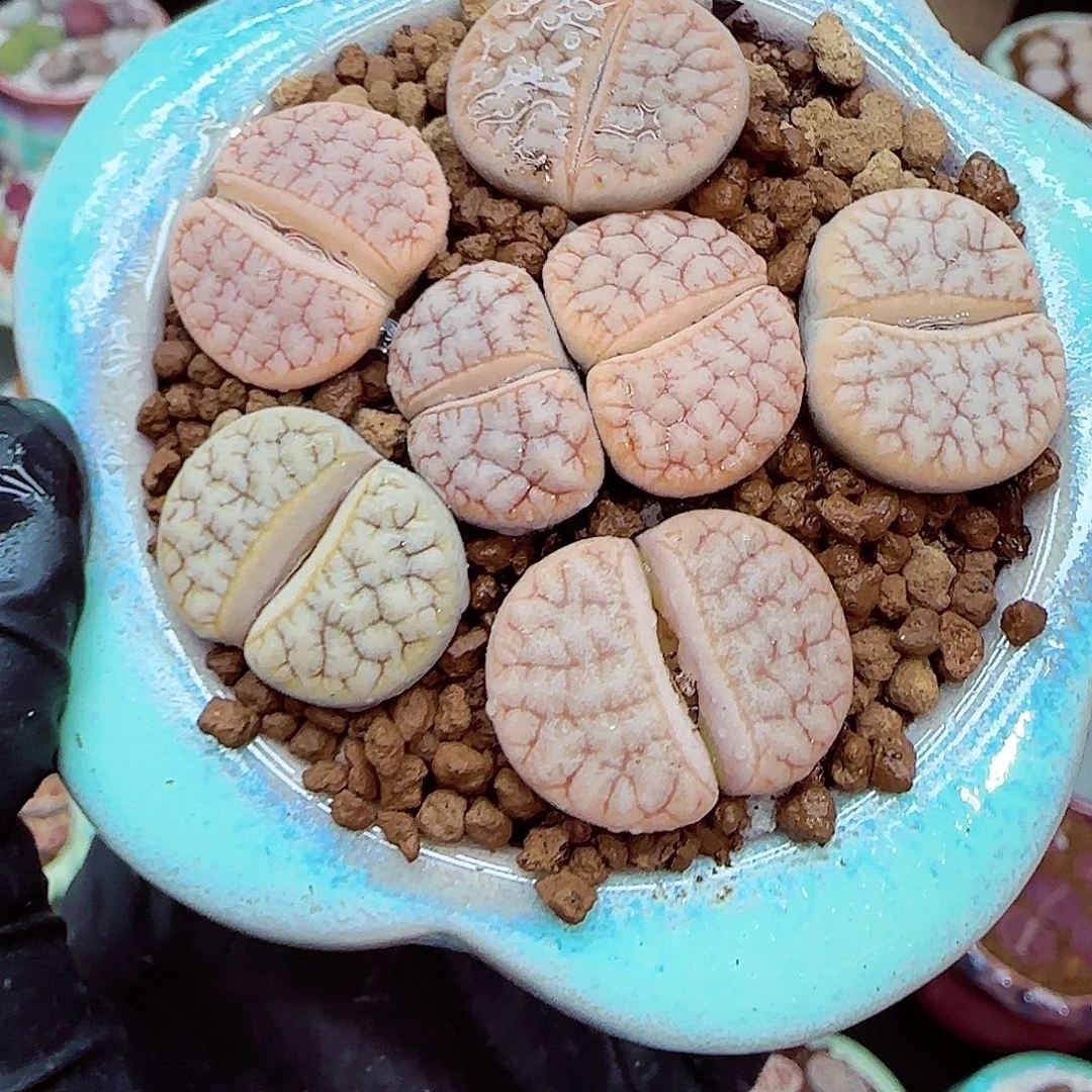 生石花满18包邮1213-118