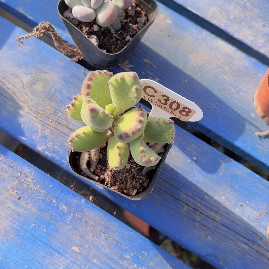 C308熊童子yiwuyipai
