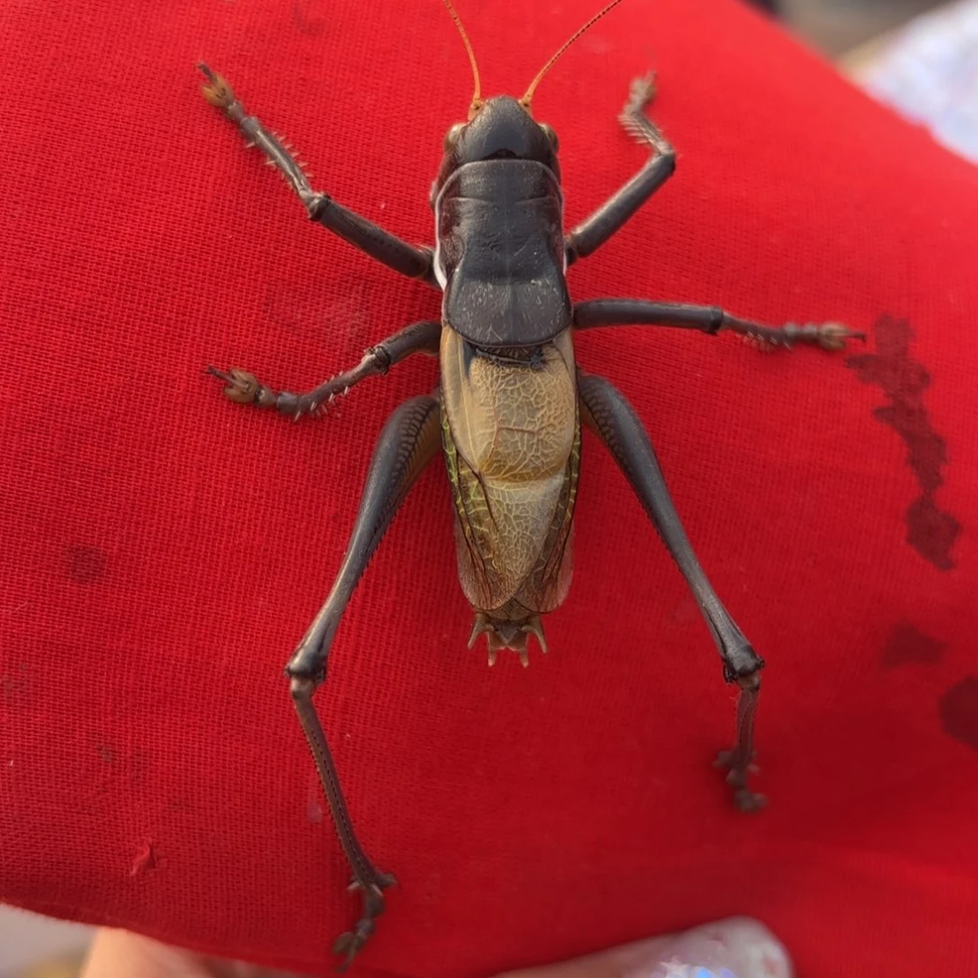 用***5蝈蝈蝈蝈福福价格