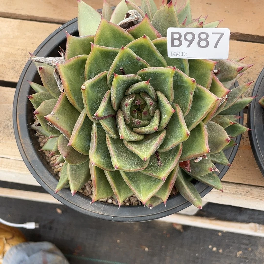 若如东云单拍B987