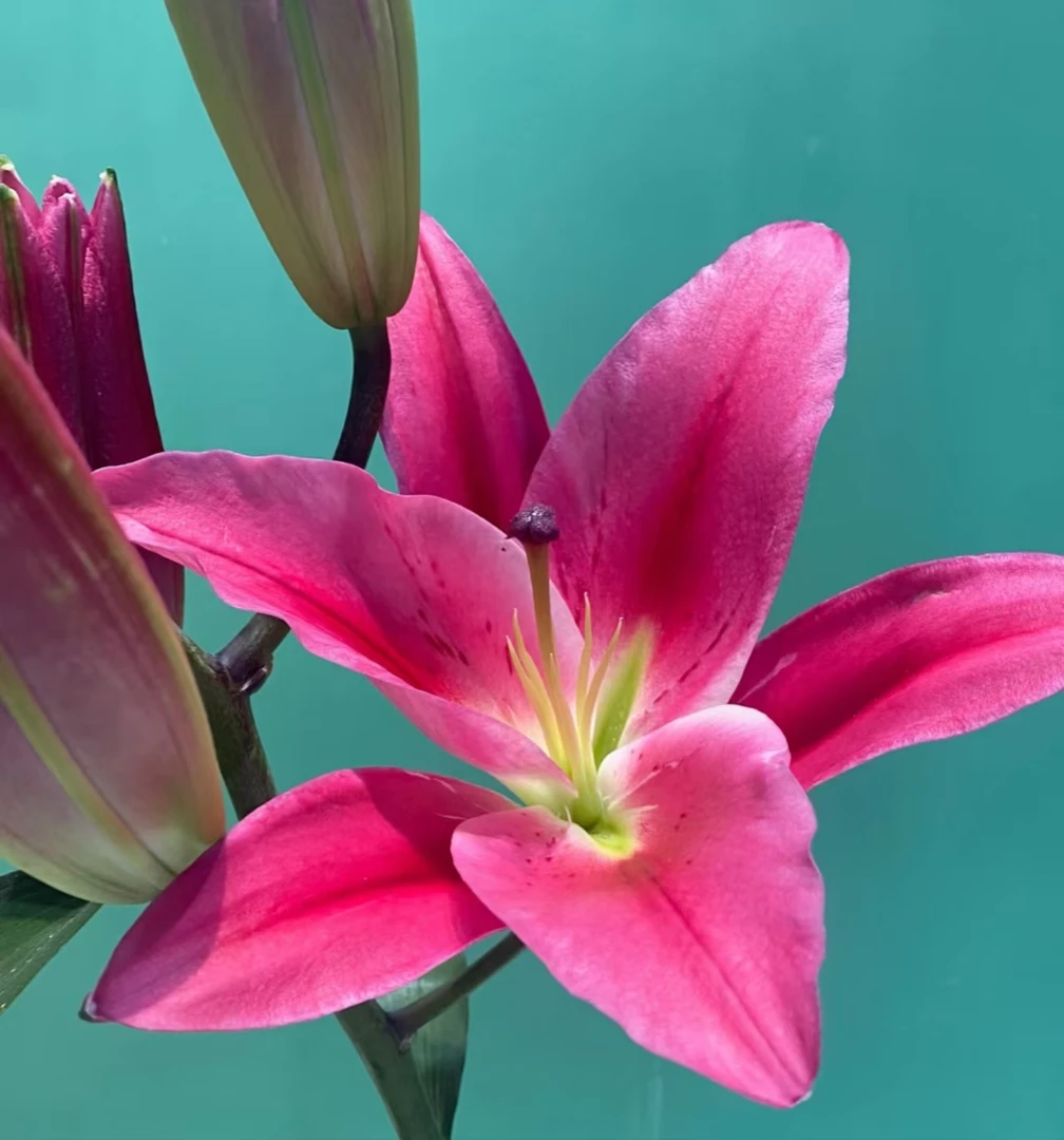 《云南鲜花》AA级 马伦哥 精品单瓣香水百合 （地区颜色有差异）