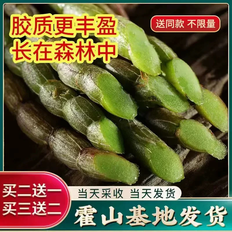 霍山仿野生五年新鲜的铁皮石斛鲜条霍山基地现场采摘现场发货