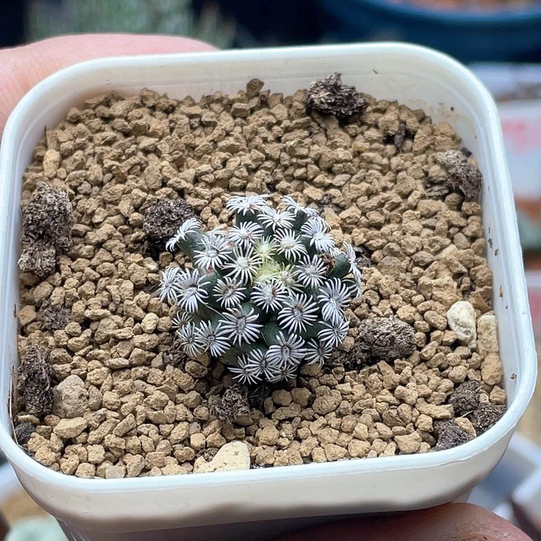 实生克氏丸仙人球多肉