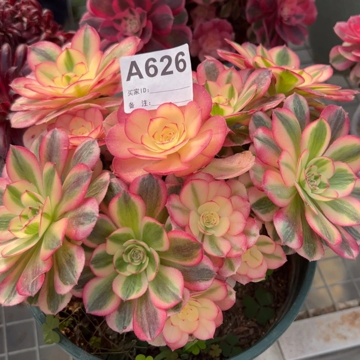 626倾城20厘米左右小精品