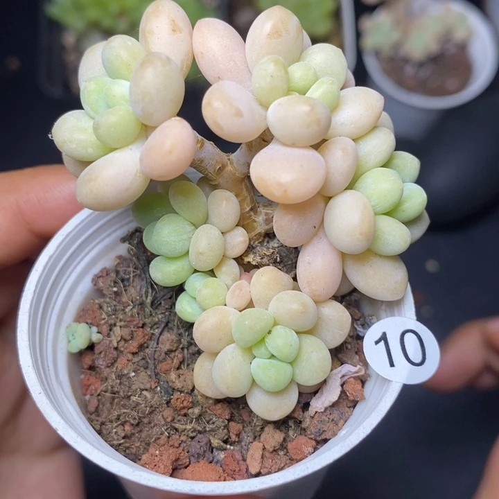 米子多肉一物一拍J10