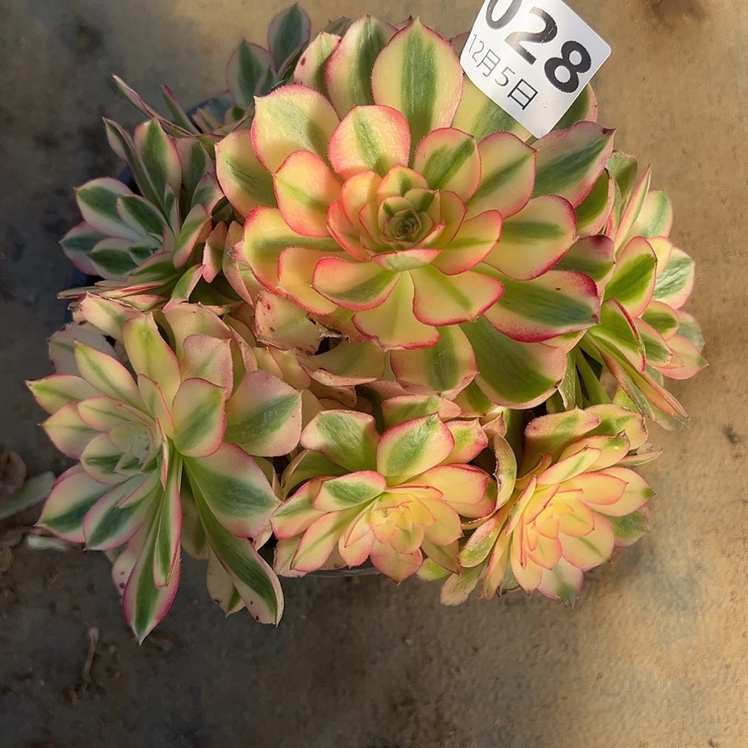 12.5-28倾城多肉植物1