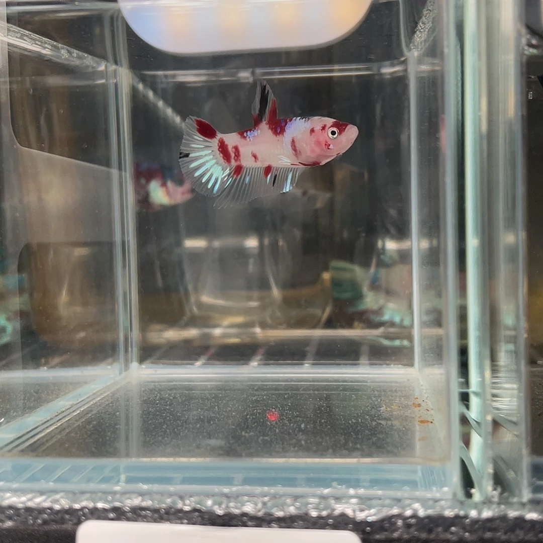 斗鱼12.14 koi将军 087