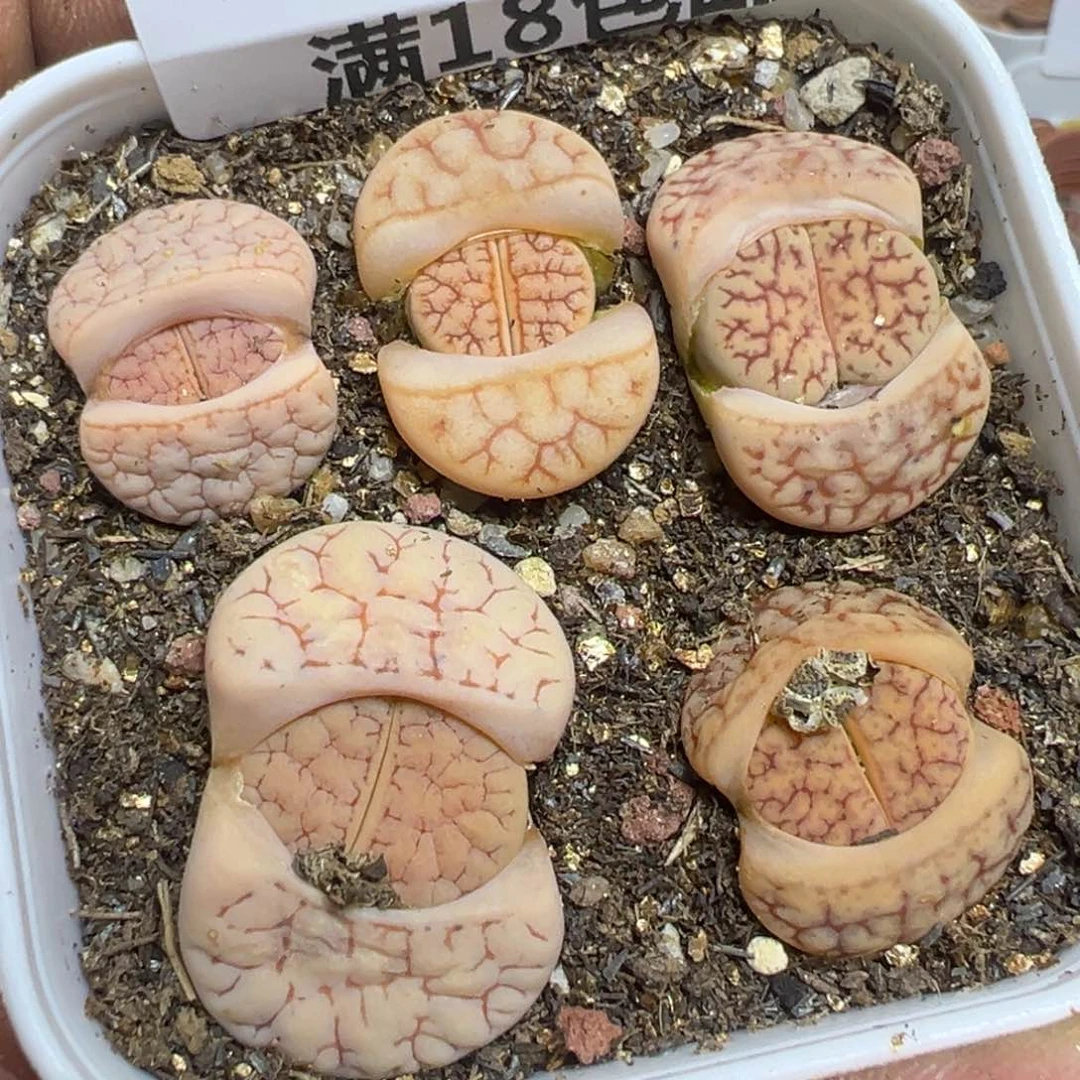 【闪购商品】 612。