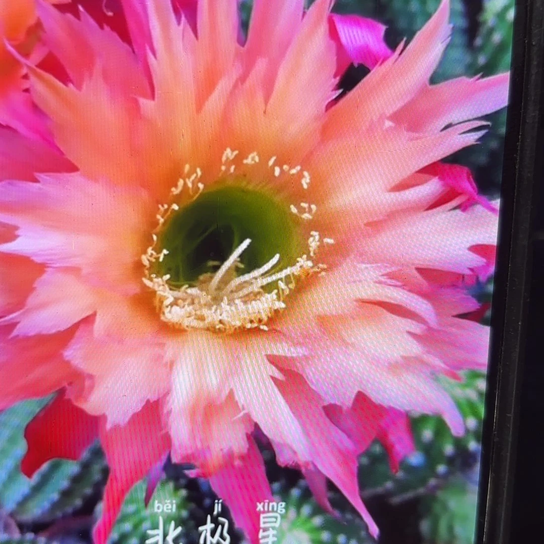 北极星毛侧牙20包邮29