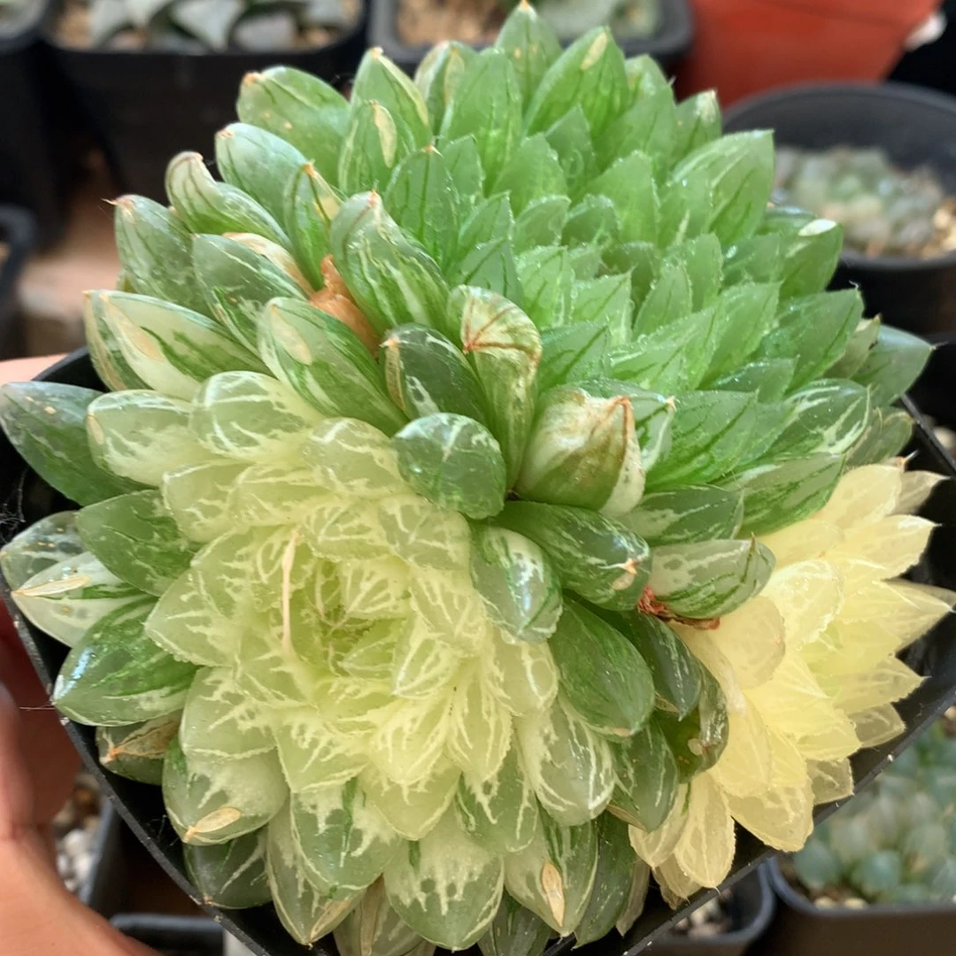 烟***?实生玉露锦，带盆发货
