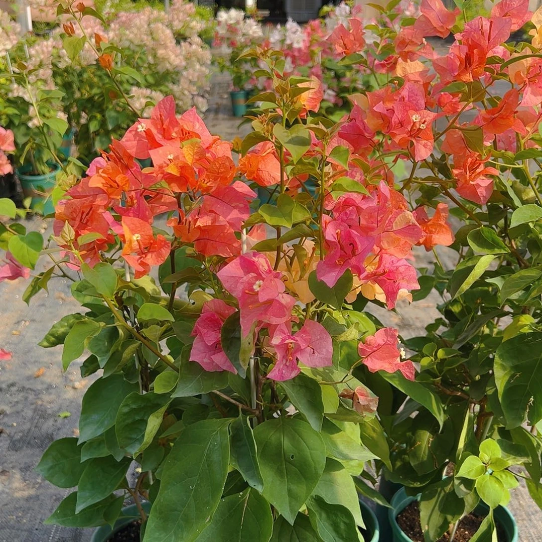 当前无花栽培后可以开花阿达娜一棵