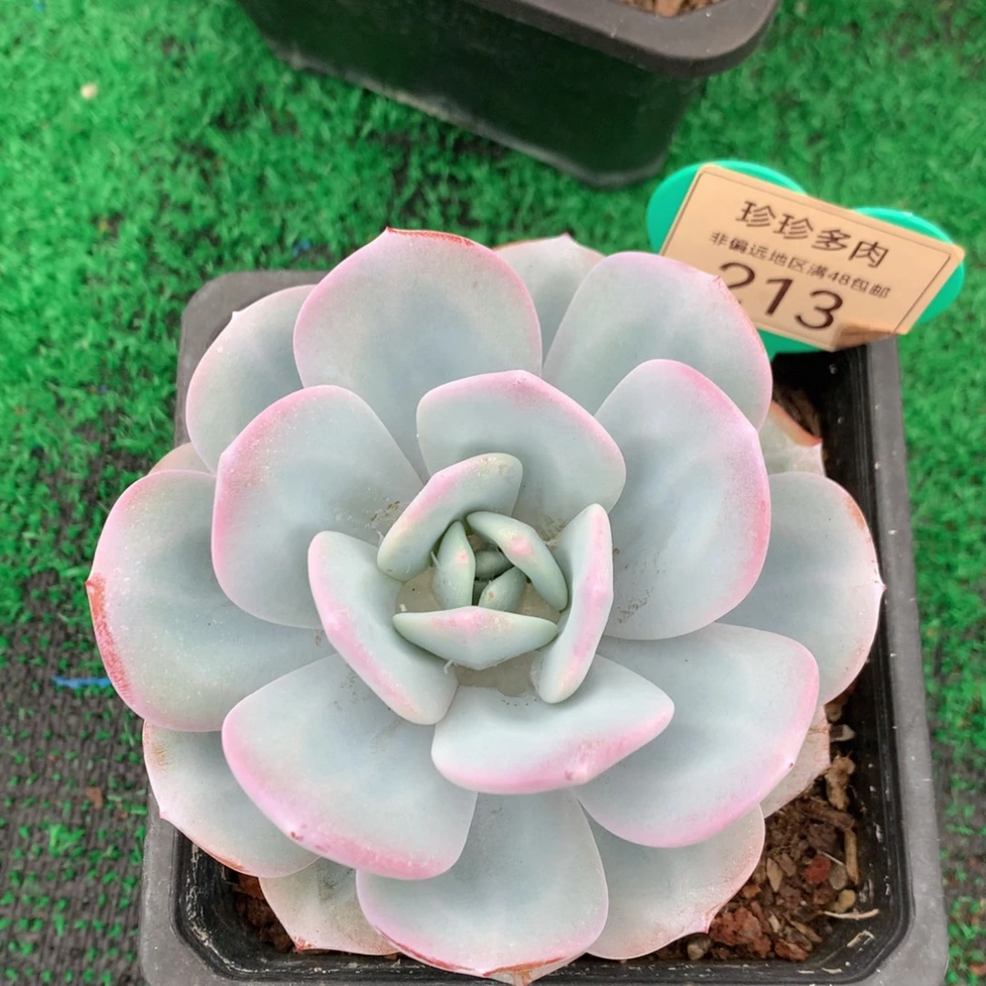 韩版奶茶单头老桩213