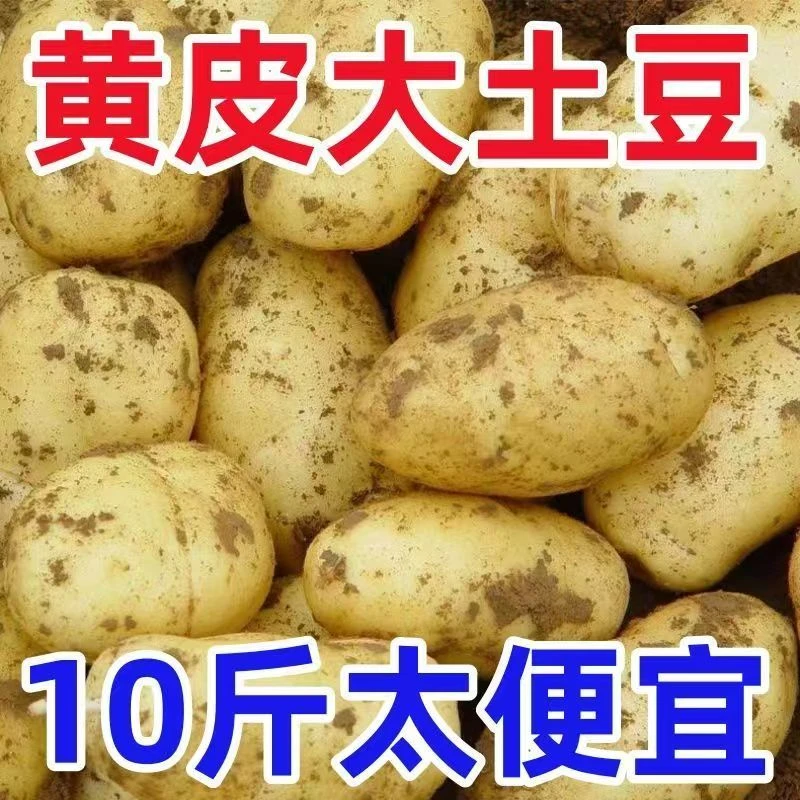 【只要成本价】正宗黄皮黄心土豆9斤批发新鲜蔬菜现挖马铃薯洋芋