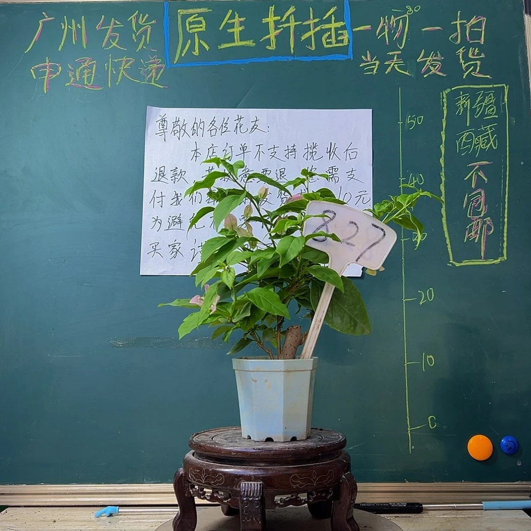 当前无花栽培后可以开花 广红樱 大宝 827