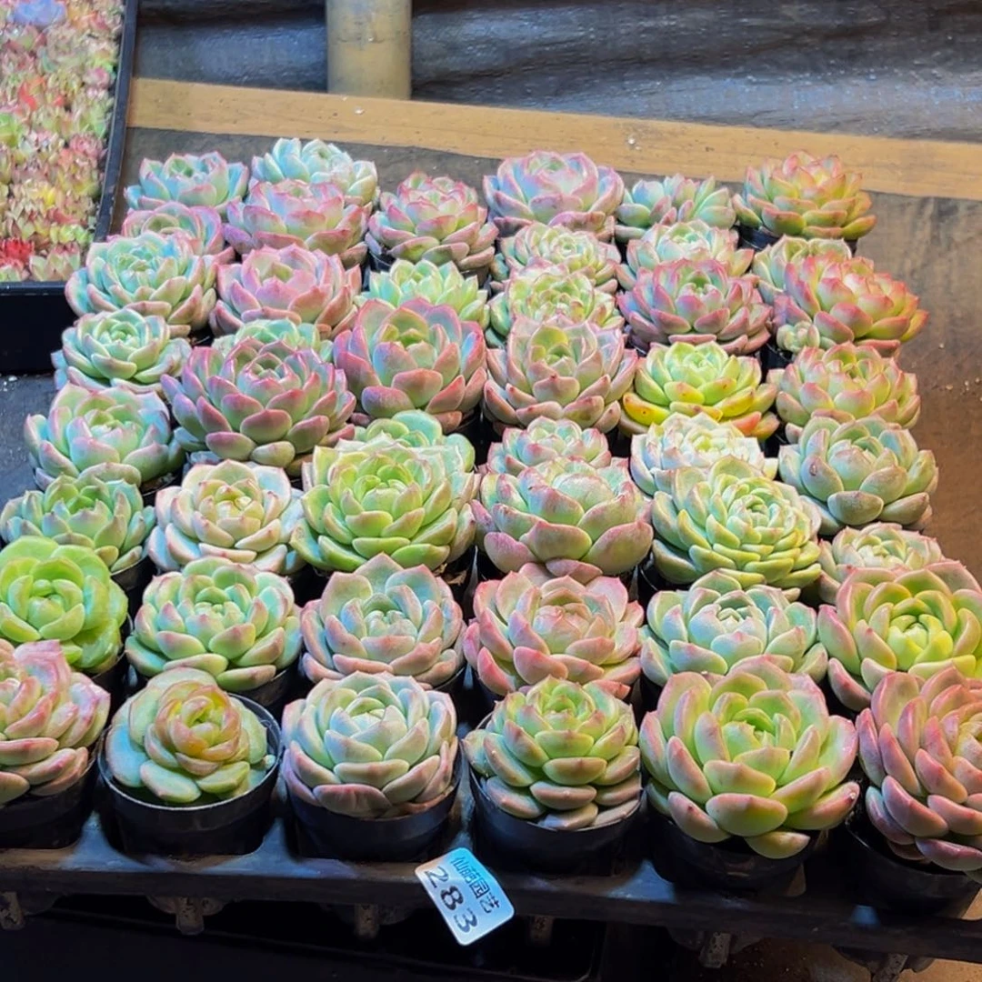 s***k283多肉葡萄的价格是多少啊哈哈