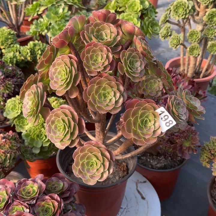 遥***空多肉植物荷兰玫瑰198