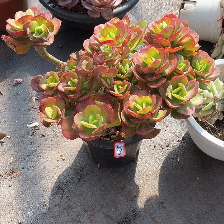 370红梅 一物一拍多肉