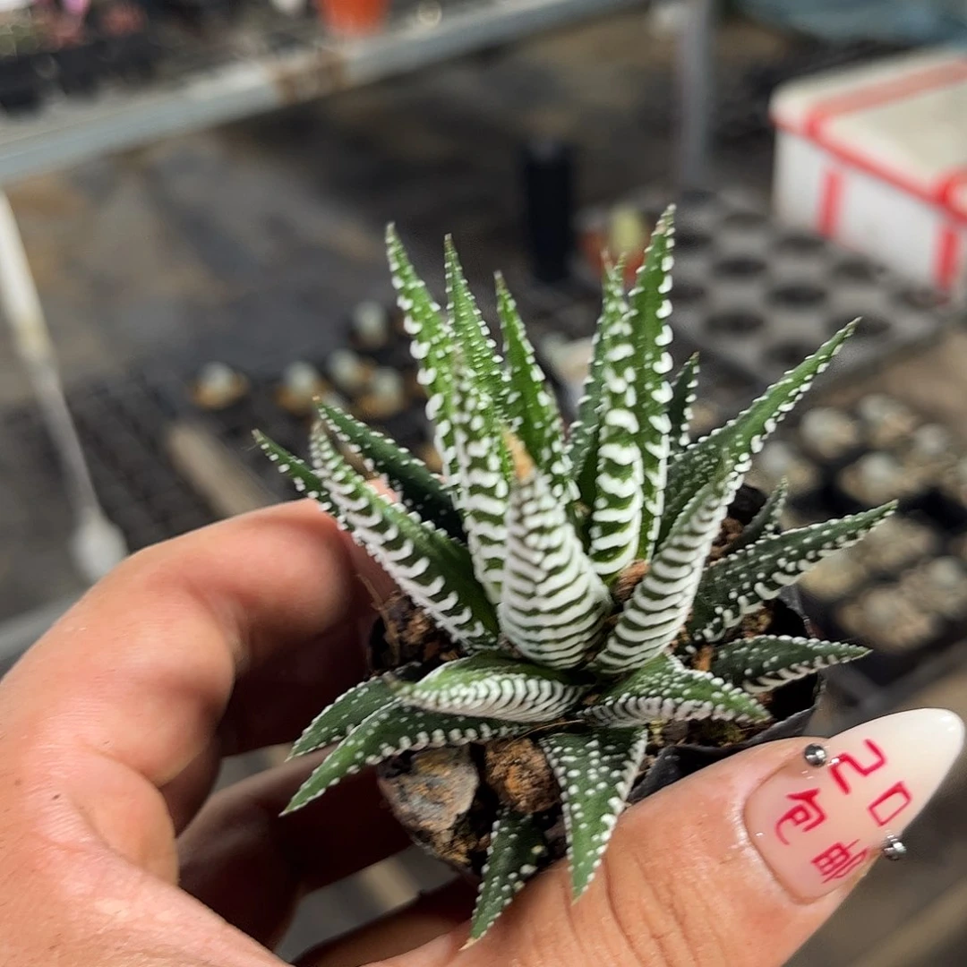 条纹十二斑马单头发货有根