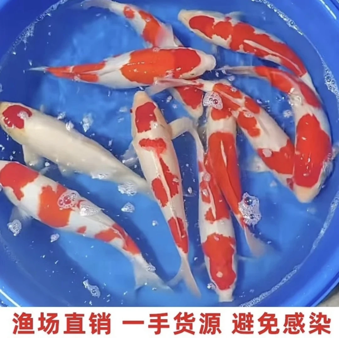 昭和绯写白写介子火鲤锦鲤观赏鱼包邮包开箱活包损