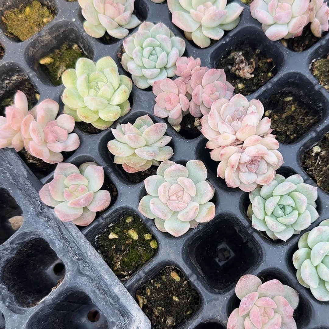 红琥珀穴一个满25包邮