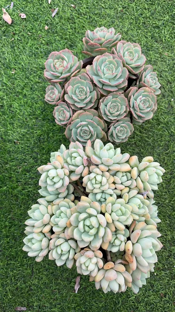 桃酥+克罗地亚 多肉植物绿植  鲜花盆栽基地 源头栽种易活