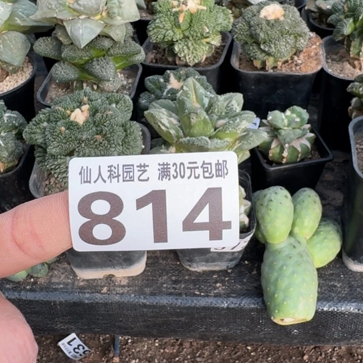 无花朵814刚出根螺旋长毛佛头仙