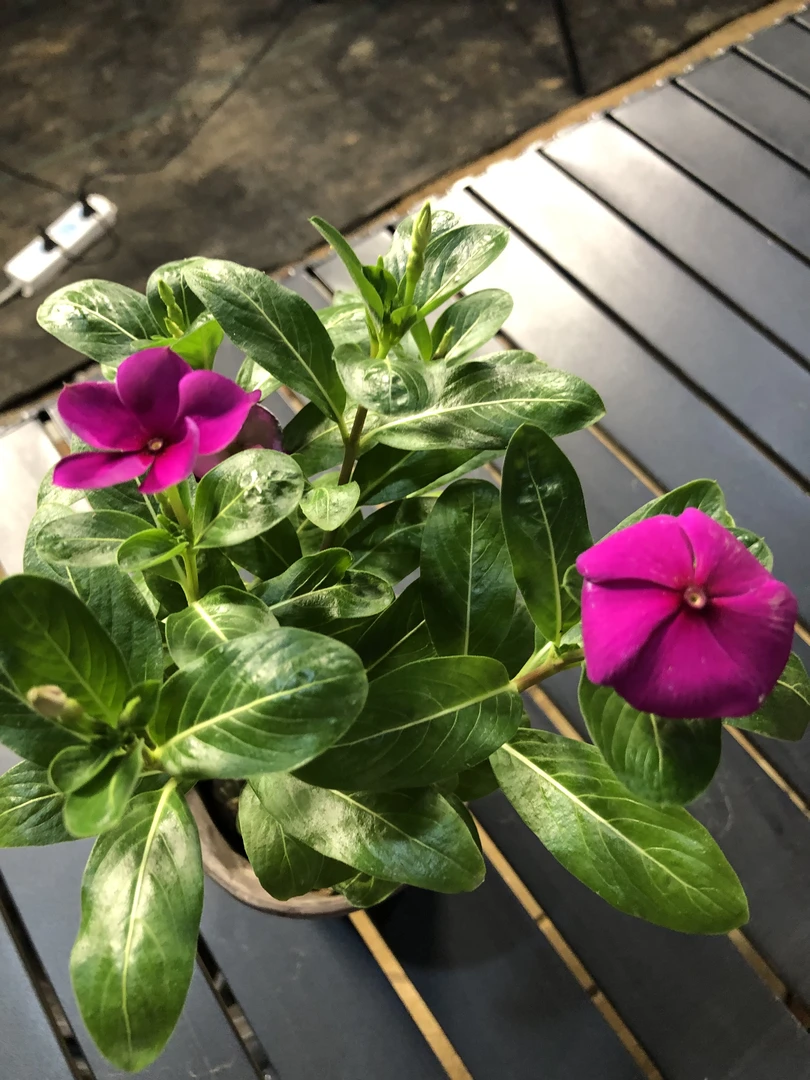 天天开长春花盆栽四季开花耐热耐晒适合阳台庭院观赏