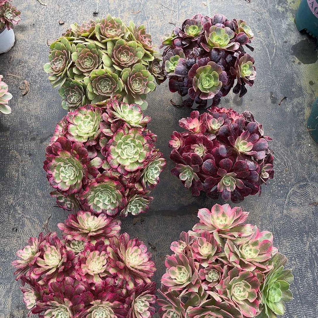 法师套餐老桩漂亮