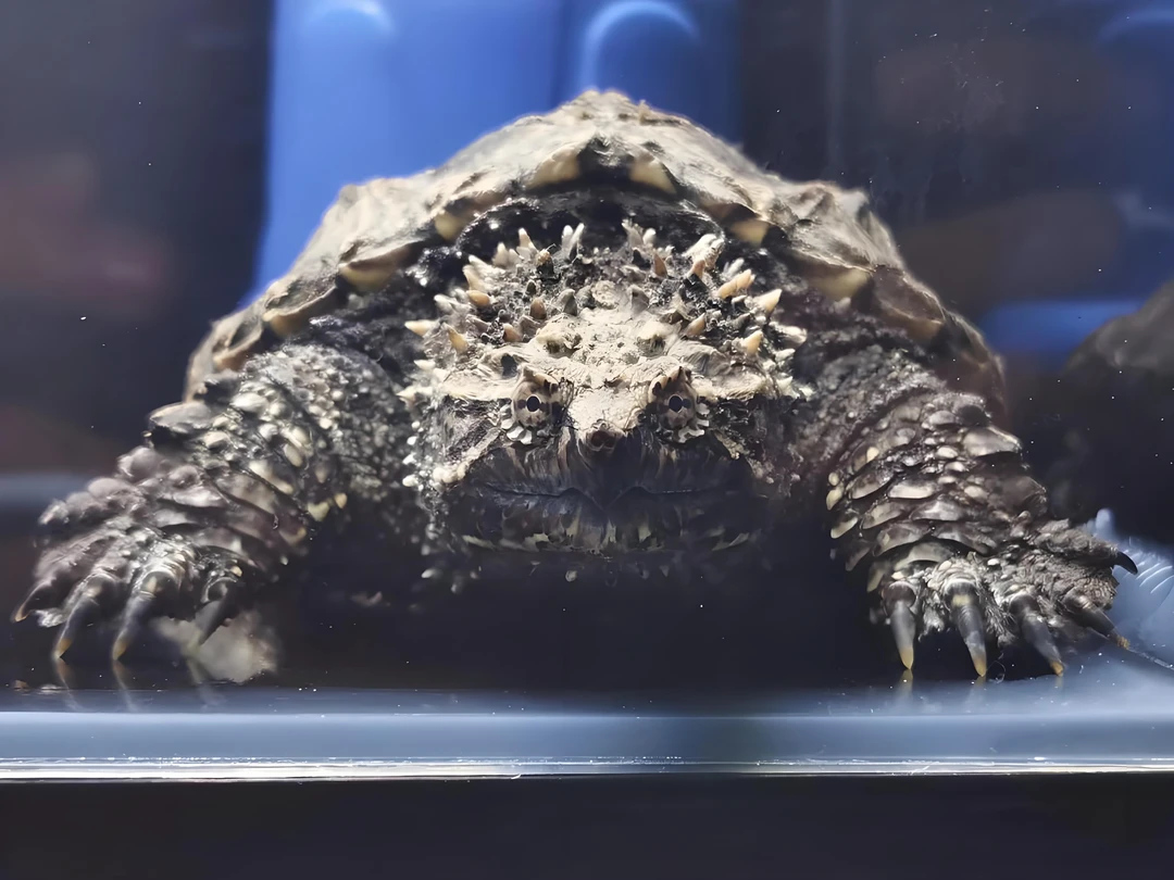 {纯佛爆刺佛鳄龟}活体人工繁殖观赏小鳄龟  宠物龟