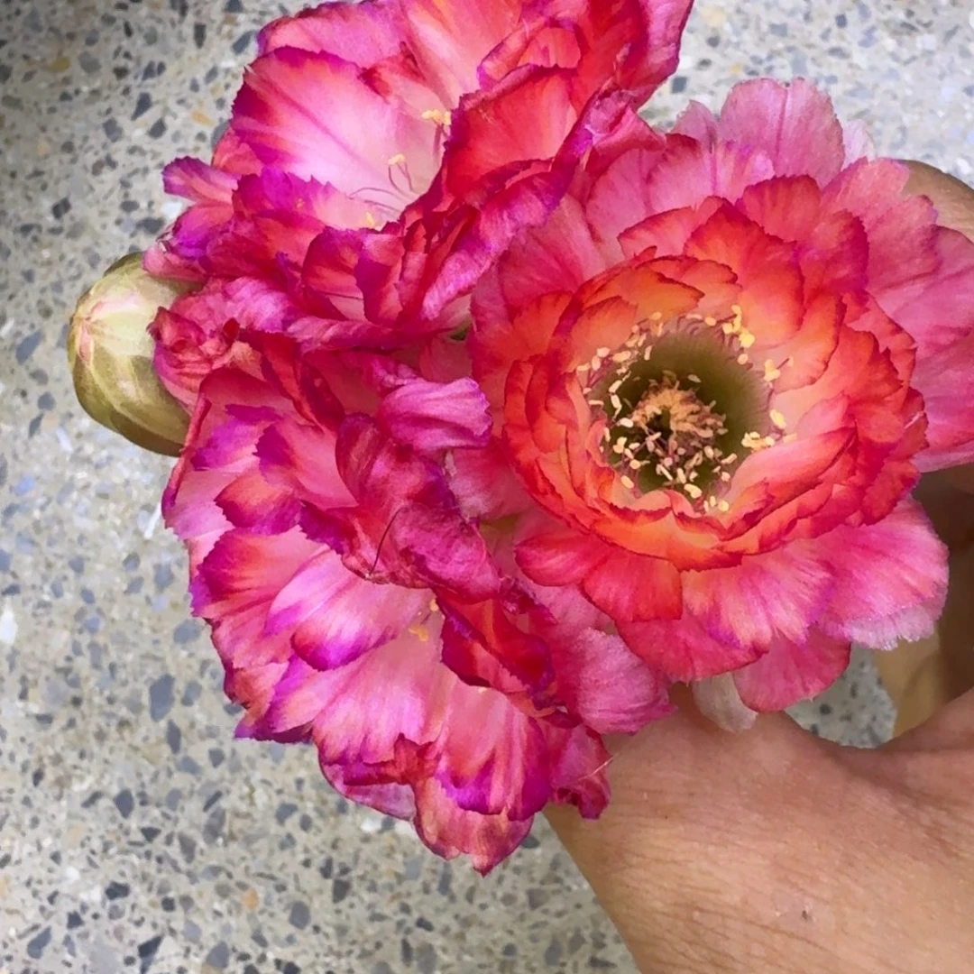 330丽花世界小姐歪2到3公分左右无根侧牙，20包邮