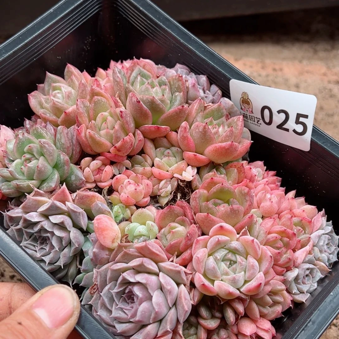 多肉植物多肉植物